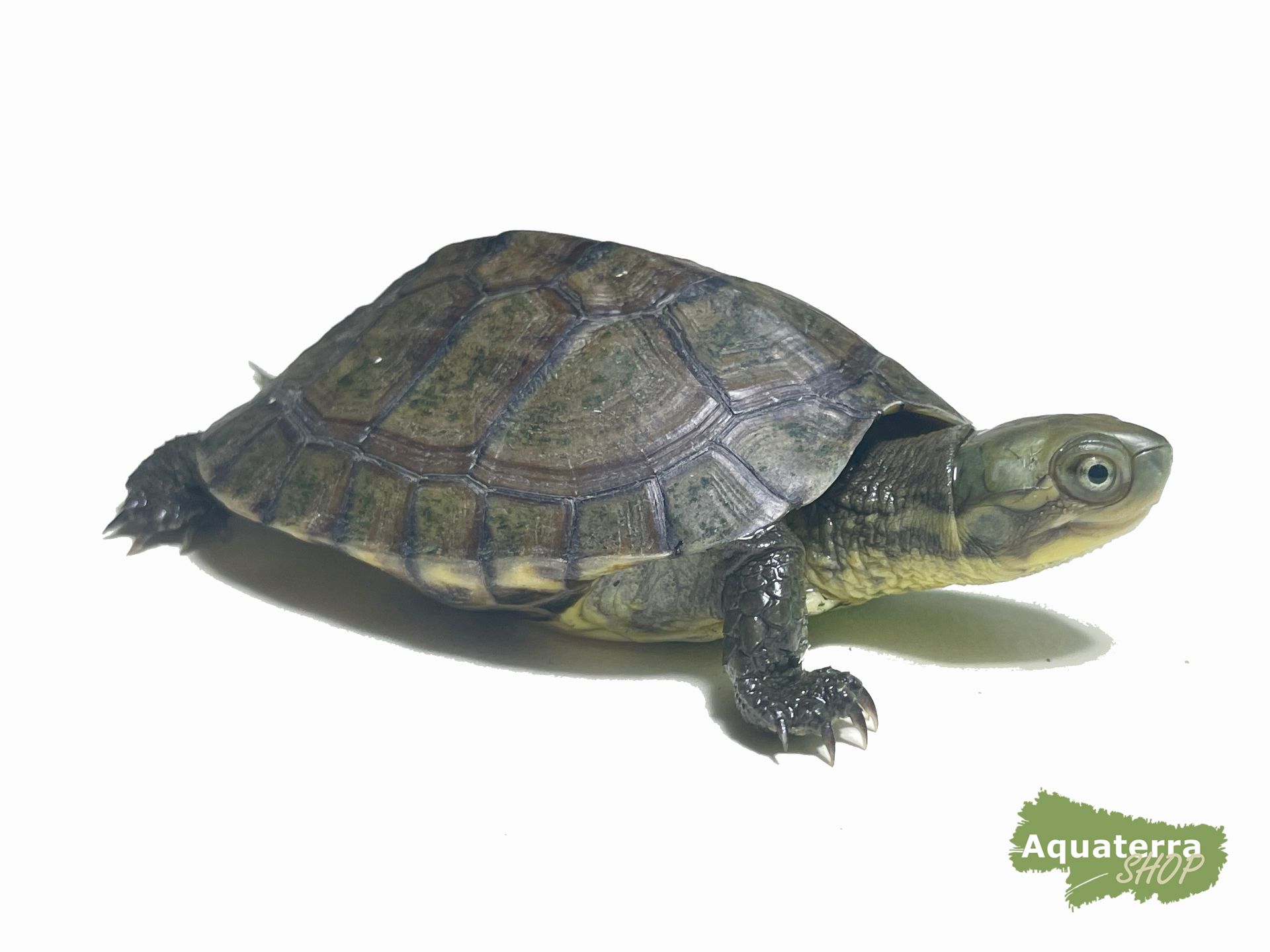 Mauremys mutica kami, Gelbe Sumpfschildkröte (Inselform) 2022 WSMMK.1